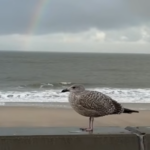 Geduldsprobe an der Promenade: Gosch auf Sylt schließt für großen Umbau