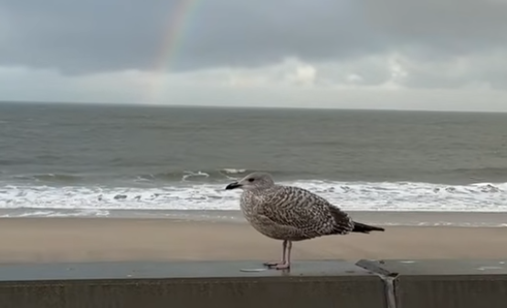 Geduldsprobe an der Promenade: Gosch auf Sylt schließt für großen Umbau