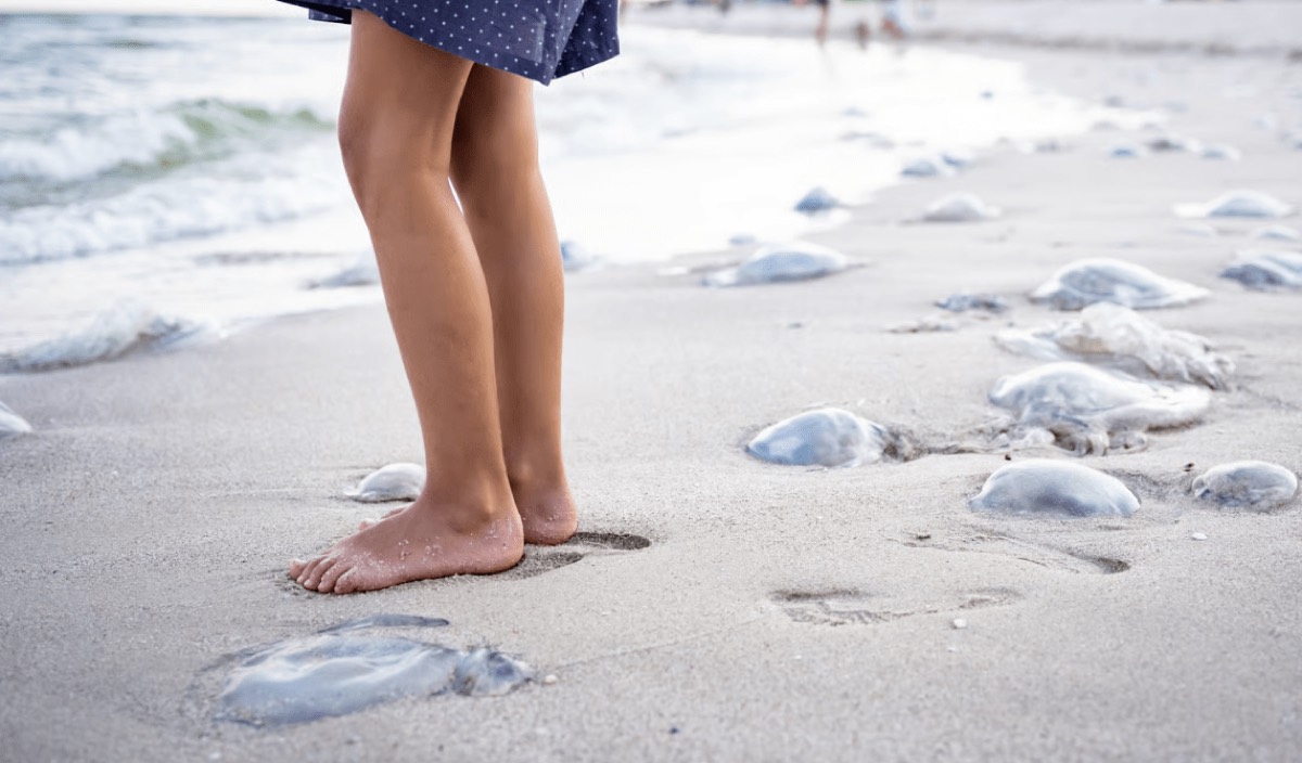 Angespülte Quallen am Sylter Strand im Abendlicht